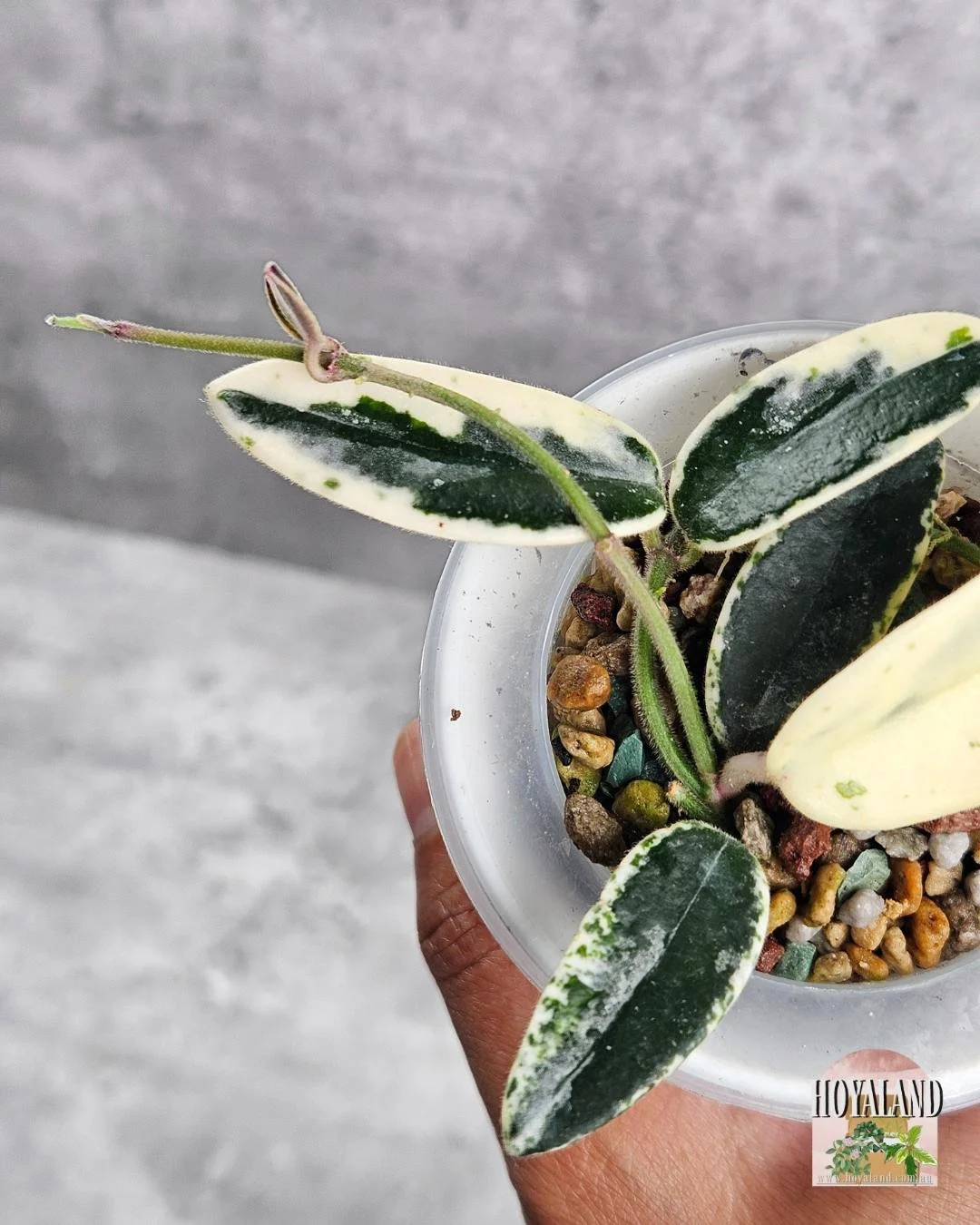 Hoya lacunosa 'Minara' | Inner Variegated Hoya | Delicate Foliage